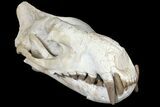Fossil Hyaenodon Skull - South Dakota #131362-17